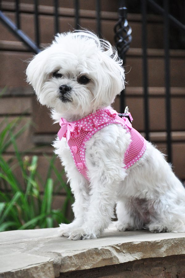 Harness Group - Polka Dot American River Dog Harness - Image 3