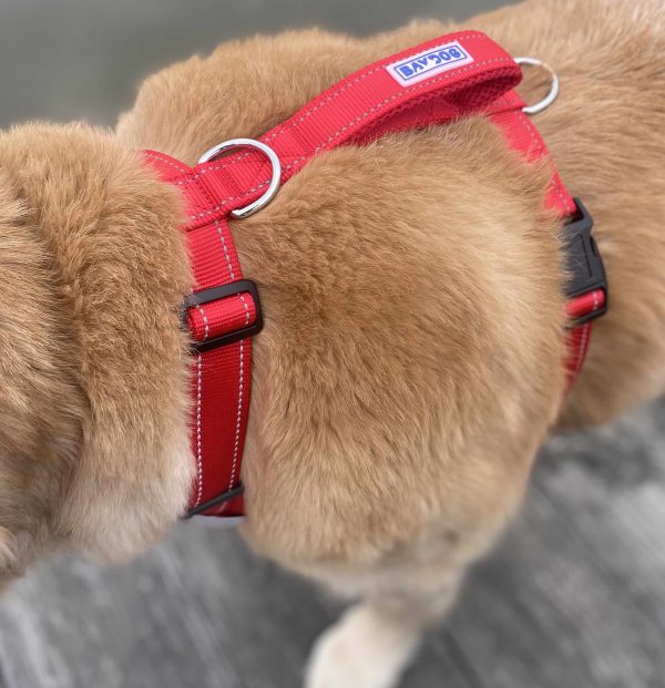 Chesapeake Bay Harness - Image 3