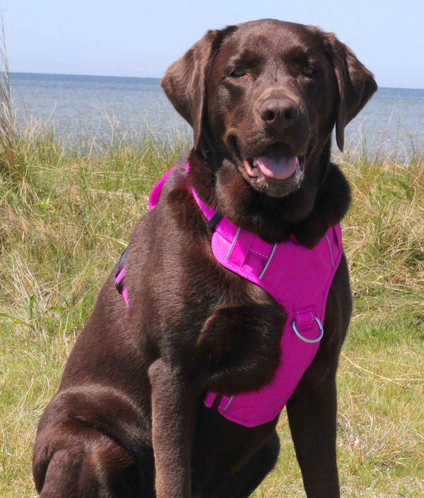 Chesapeake Bay Harness - Image 5