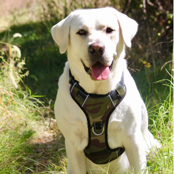 Chesapeake Bay Harness - Image 4