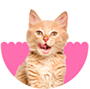 PETS FOOD