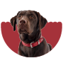 Collars & Accessories